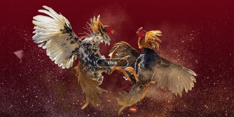 Kinh nghiệm cược đá gà trực tiếp New88 hay từ chuyên gia