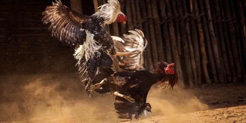 Môi trường chọi gà cực kỳ an toàn