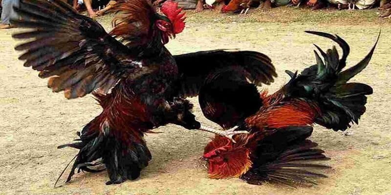 Lợi ích khi cho chiến kê học đòn đá liên hoàn cước